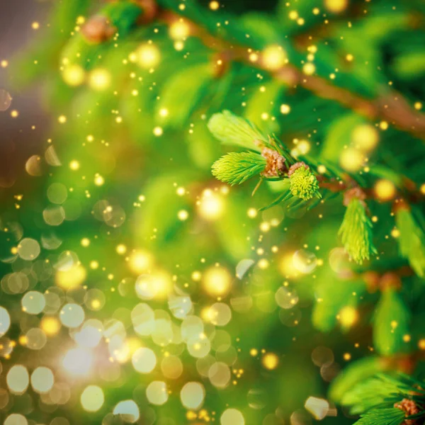 Close-up van groen-kerstboom. Kerstmis achtergrond — Stockfoto