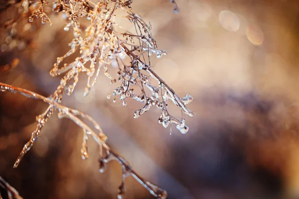 Plantes congelées. Des branches d'arbres glacés se rapprochent au coucher du soleil. Hiver — Photo