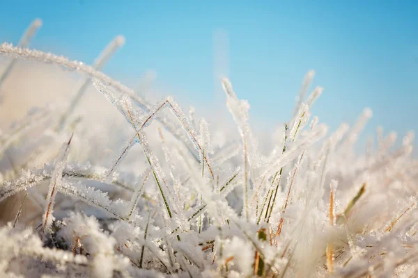 Frozen Grass on Blue Sky Backgound. Winter landscape.Winter scen