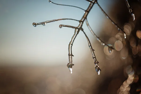 Ice tree branches close-up in winter sunny day. Frozen plant. — Stock Photo, Image