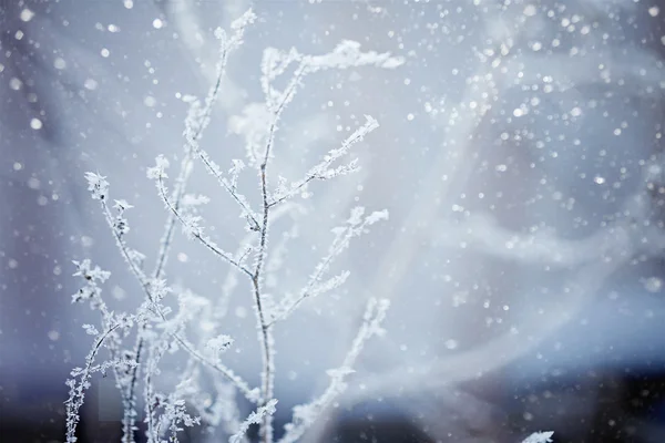 Paisagem de inverno.Cena de inverno. Plantas congeladas. Inverno natureza fundo — Fotografia de Stock