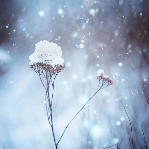 Las plantas secas en la nieve en invierno. Fondo de naturaleza de invierno. Froz. — Foto de Stock