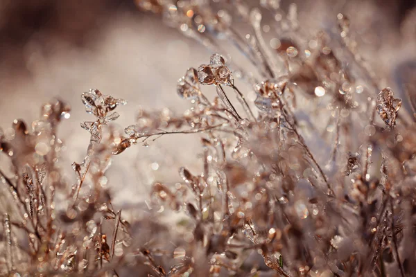 Frozen plant. Frozen winter landscape -  nature background.