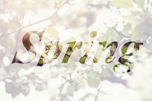 Primavera. Albero dei fiori sullo sfondo della natura . — Foto Stock