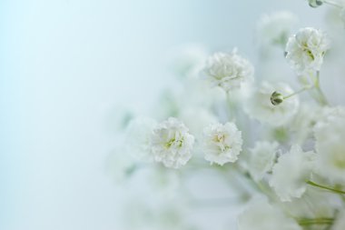 Küçük beyaz çiçekler Gypsophila paniculata bulanık, seçici