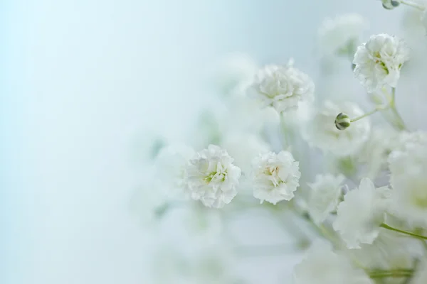 Küçük beyaz çiçekler Gypsophila paniculata bulanık, seçici