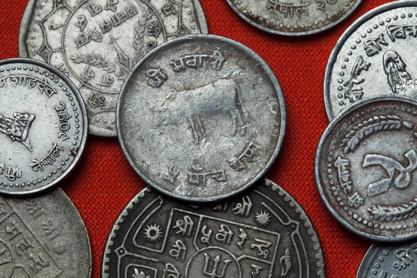 Différentes pièces de monnaie du Népal . — Photo