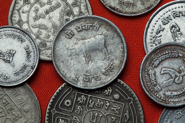 Moedas diferentes de Nepal . — Fotografia de Stock