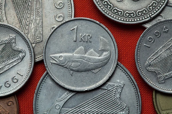 Münzen von Island. Atlantischer Kabeljau — Stockfoto
