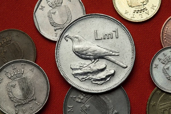 マルタの硬貨。イソヒヨドリ — ストック写真