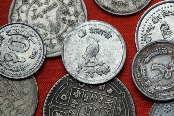 Monedas de Nepal. Himalaya monal — Foto de Stock