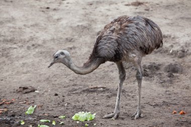 Darwin'in Rhea (Rhea pennata)
