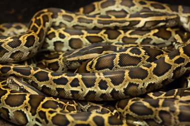 Birmanya piton (Python bivittatus).