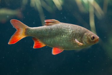 ortak rudd (scardinius erythropthalmus).
