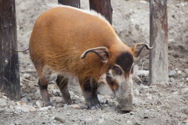 Red river hog (Potamochoerus porcus) clipart