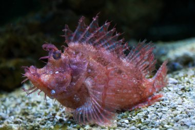 yosunlu scorpionfish (rhinopias frondosa).