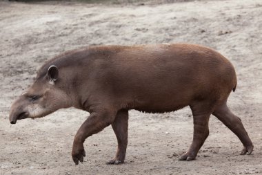 Güney Amerika tapiri (Tapirus terrestris)