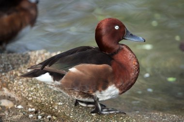 Avrasya wigeon (anas penelope). 