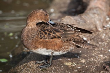 Avrasya wigeon (anas penelope). 