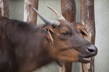 Afrika orman buffalo (Syncerus caffer nanus)