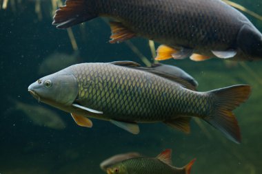 vahşi ortak sazan (cyprinus carpio). 