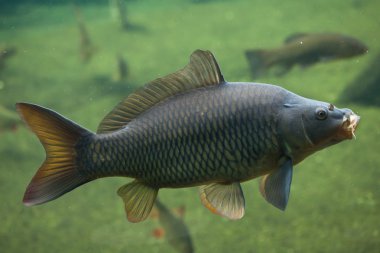 vahşi ortak sazan (cyprinus carpio). 