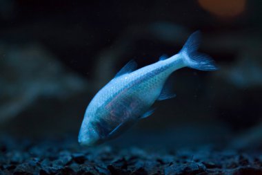 Meksika tetra (astyanax mexicanus)