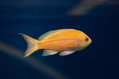 Deniz goldie (Pseudanthias squamipinnis)