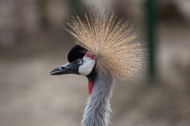 Grey crowned crane (Balearica regulorum). clipart