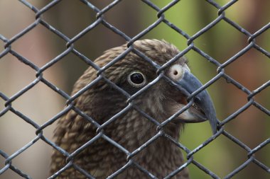 Kea (Nestor Notabilis). 