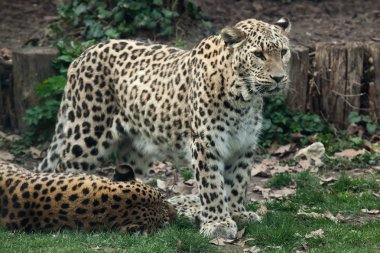 Perzisch-Luipaard (panthera pardus saxicolor).