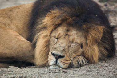 Erkek Asya aslanı (Panthera leo persica).