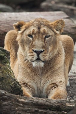 Kadın Asya aslanı (Panthera leo persica).