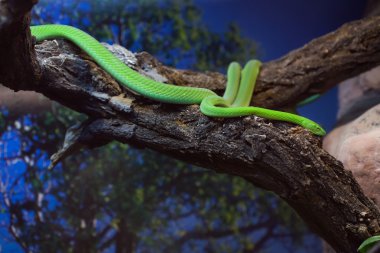 Batı yeşil mamba (Dendroaspis viridis).