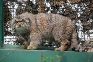 Pallas kedisi (Otocolobus manul), Manula da bilinen. 