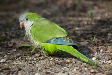 Keşiş muhabbet kuşu (myiopsitta monachus)
