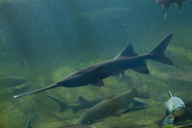 Amerikan paddlefish (Polyodon spathula).