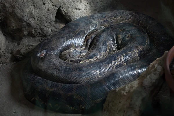 Pitón birmano (Python bivittatus ). — Foto de Stock