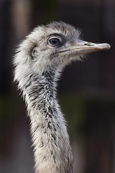 Рея Дарвина (Rhea pennata ) — стоковое фото