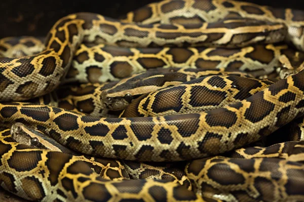 Birmese pythons (Python bivittatus). — Stockfoto