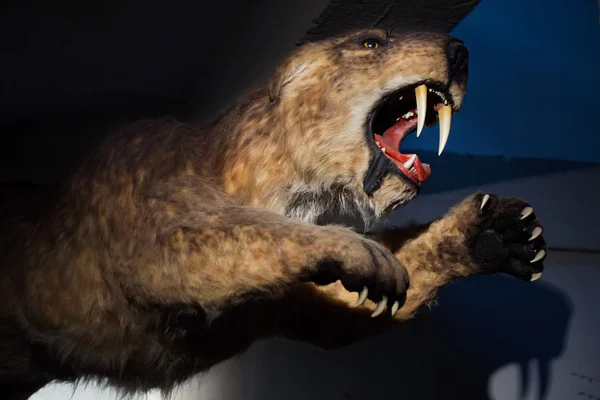 Tigre dientes de sable (Poblador de Smilodon ) — Foto de Stock