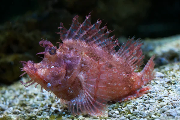 Escorpião-da-índia (Rhinopias frondosa ). — Fotografia de Stock