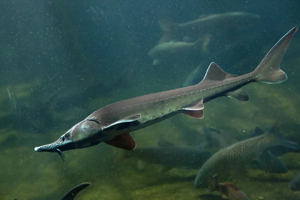 Siberian sturgeon (Acipenser baerii). — Stock Photo, Image