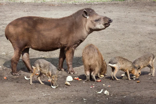 Tapir Amerika Selatan (Tapirus terrestris) — Stok Foto