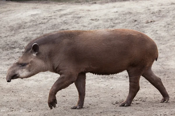 Tapir sul-americano (Tapirus terrestris) — Fotografia de Stock