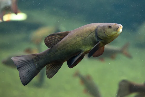 Tench (Tinca tinca) — Stock Photo, Image