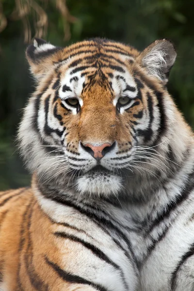 Сибирский тигр (PANTHERA TIGRIS ALTAICA) — стоковое фото