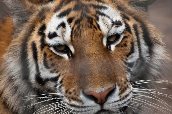Сибирский тигр (PANTHERA TIGRIS ALTAICA) — стоковое фото