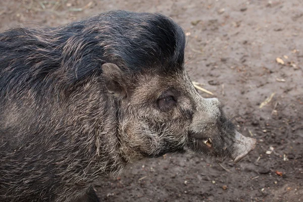 Cerdo verrugoso de Visaya (Sus cebifrons ). — Foto de Stock