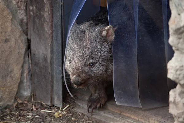 일반적인 wombat (Vombatus ursinus). — 스톡 사진